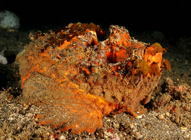 21 Estuarine Stonefish.jpg